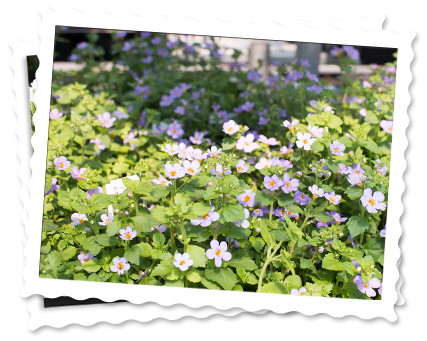 img-gardencenter_annuals