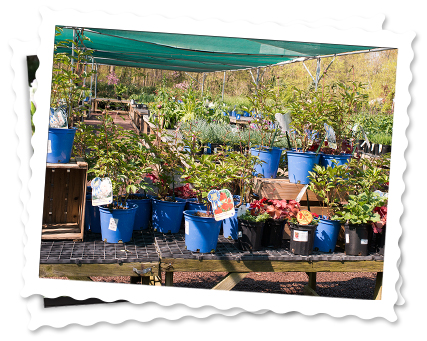 img-gardencenter_perennials
