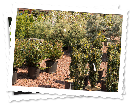 img-gardencenter_shrubs