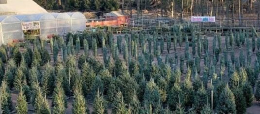 Real Christmas Trees for sale